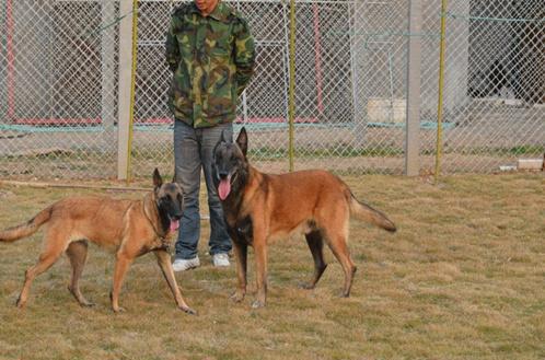 比利时马里努阿犬-挑选一只标准马犬