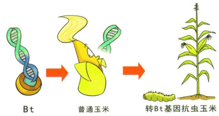 10亿只!无视科学家警告,美国坚持释放转基因蚊子!...