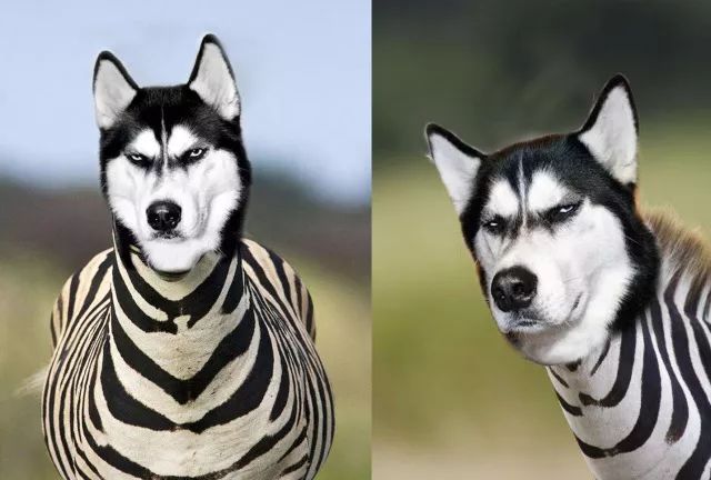 狗年说狗鱼,长相清新脱俗的河豚:斑马狗头鱼!