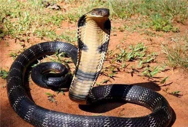哪些动物最记仇, 非洲一哥和眼镜王蛇谁厉害?