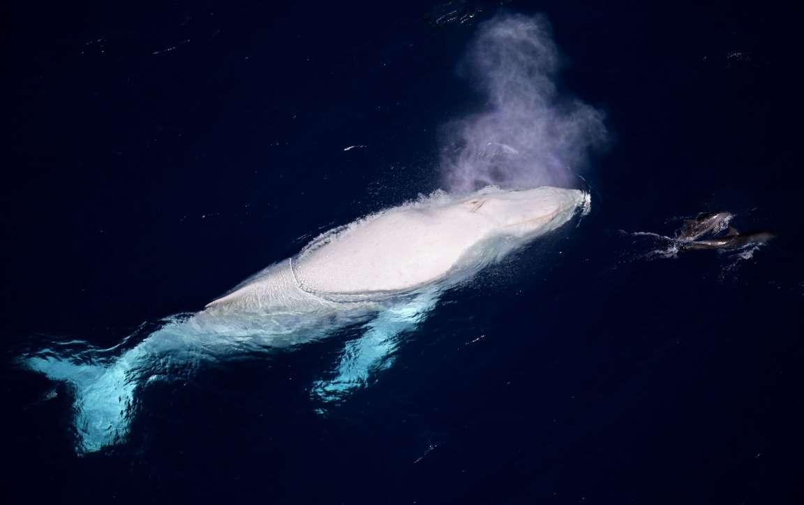 白化座头鲸