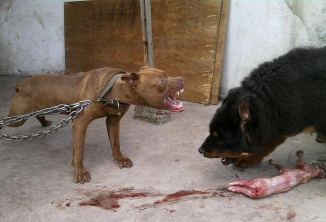比特犬被藏獒锁喉咬死,主人在一旁谈笑风生不阻拦!