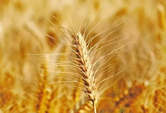 我国南北方小麦的成熟期不一样,一般南方的早一些,北方的晚一些,收割