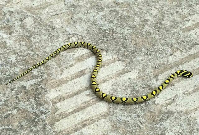 这种蛇花纹似毛毛虫一样,第一见这种颜色,虽然不知道名字可是对于这么