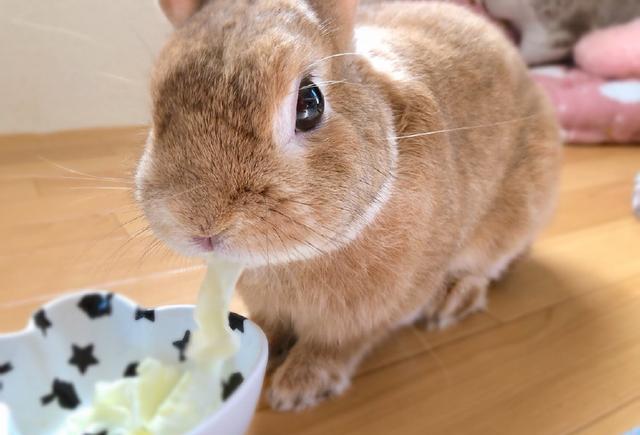 女孩家的兔子爱吃面条,每当它吃完后