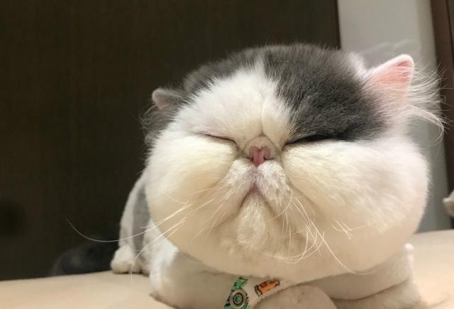 五个月大的加菲猫，史上无敌大饼脸，萌得就像动画片里出来的!
