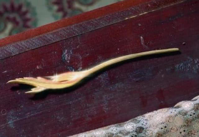 香蜜:旭凤真的毁了寰谛凤翎?这个动作还是骗过了锦觅!