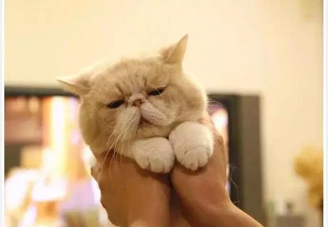 一年四季都犯困,这只每天看起来都很困的猫咪