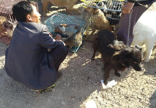 一男子在狗市肉狗区域购买土狗幼犬,商贩要价