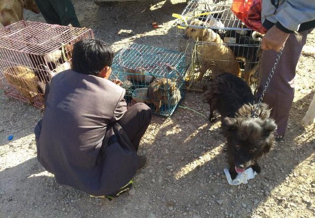 一男子在狗市肉狗区域购买土狗幼犬,商贩要价