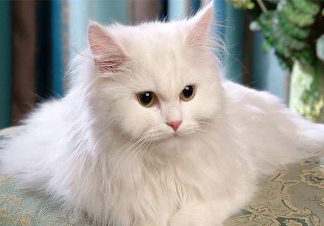 什么品种的猫最可爱?最可爱的猫咪十大排名!