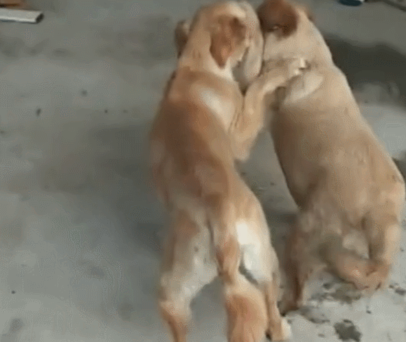 狗宝宝被其他狗咬,狗妈二话不说,上去就咬住狗耳朵!