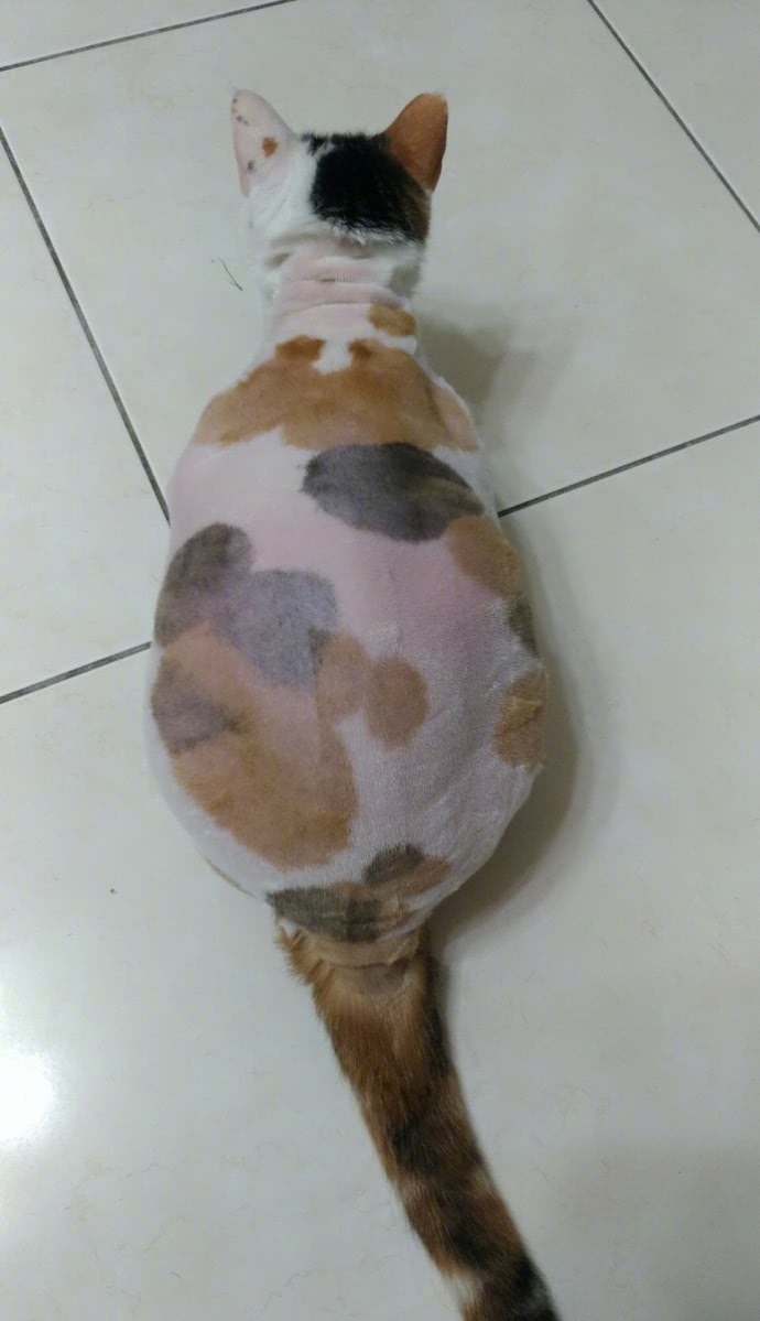 本以为家里的三花猫是虚胖,剃毛之后才发现,这货太实在了