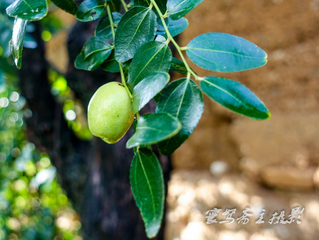 云南小伙回家创业遇不顺,家里的四棵老枣树却