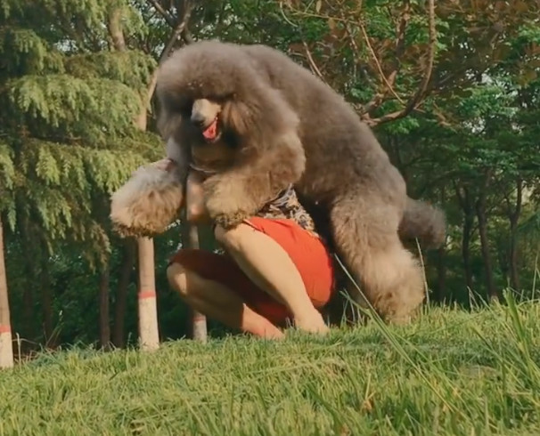 巨型泰迪不肯自己走,主人直接把它背回家,确定不是一头熊?