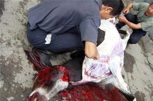 中国这十道恐怖禁菜,比活吃猴脑还可怕,看完还