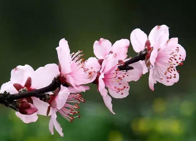 12处桃花源,为河南最美的春天代言,你认为怎样?欢迎