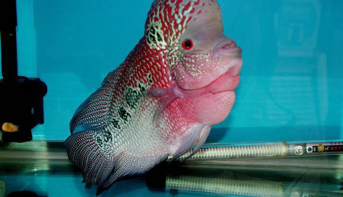 罗汉鱼烂鳍烂尾的治疗方法!