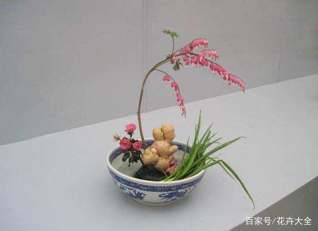 把盆景种在碗里,长成生姜姜苗吃不完!新密大麦町犬图片