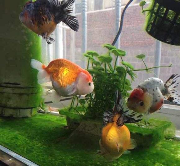 怎么养鱼不会死金鱼 3cf0-hmxrkzx1466544.jpg