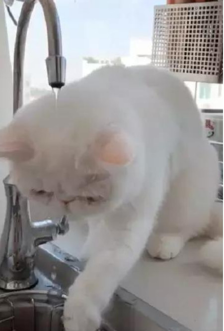 加菲猫想喝水,却又怕毛被打湿,委屈兮兮地表情笑喷了