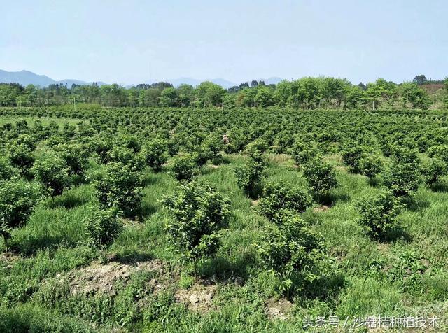 在广西种植沙糖桔前景如何? 听听广东果农的回