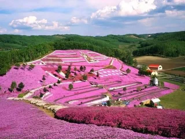 花海钢琴简谱d调