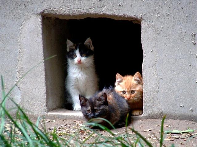 怀孕的流浪猫被路人摔死,留下一肚子未出生的