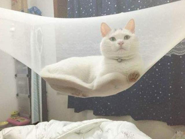 养猫家庭请注意,心脏不好我劝你不要挂蚊帐!