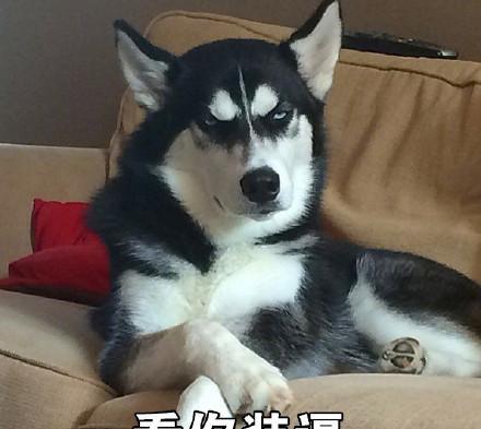 哈士奇表情包带字表情包