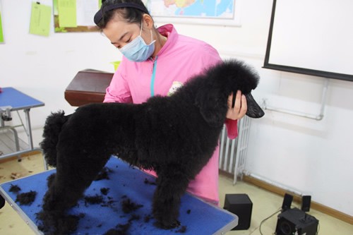 圣宠宠物培训学校告诉你宠物美容师待遇好吗
