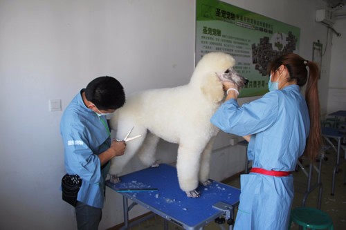 圣宠宠物培训学校告诉你宠物美容师待遇好吗