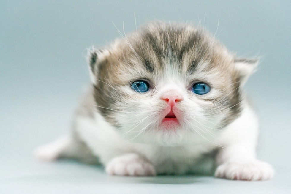 城镇养猫人口_人养猫过敏出红疹图