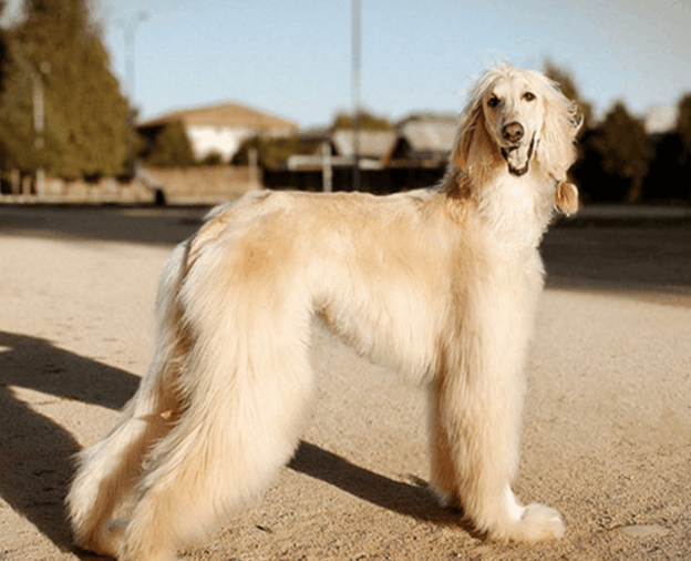 狗狗界的大长腿, 中国细犬上榜!