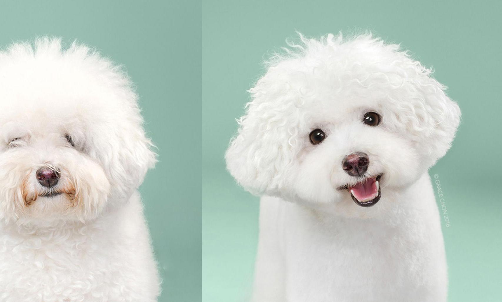 宠物狗经过日式美容后,形象焕然一新,变的超可