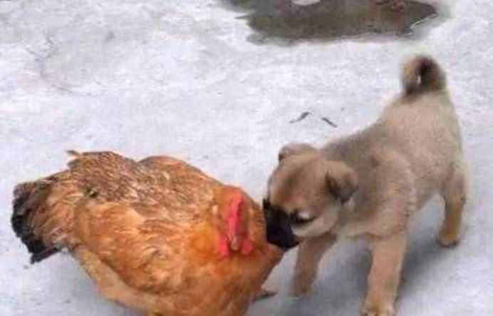 打鸡骂狗 新浪网