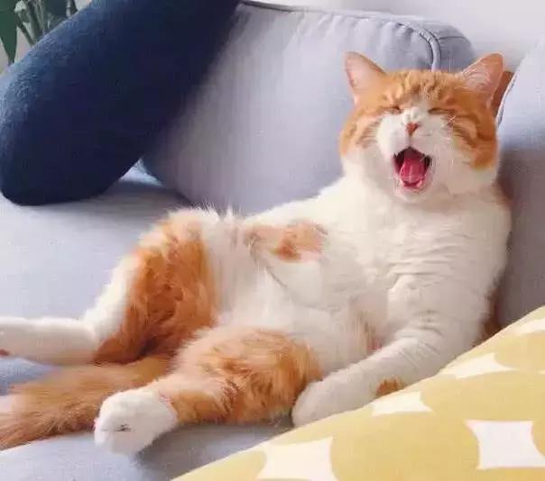 著名网黄猫日模仿葛优躺,表情动作很是到位,看着要笑死了!