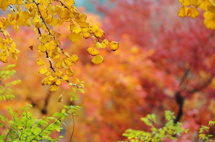 清时有味是无能,闲爱孤云静爱僧