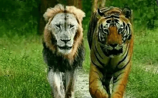 在野外遇到狮子和遇到老虎, 哪种情况更危险? 哪种生还概率更高?