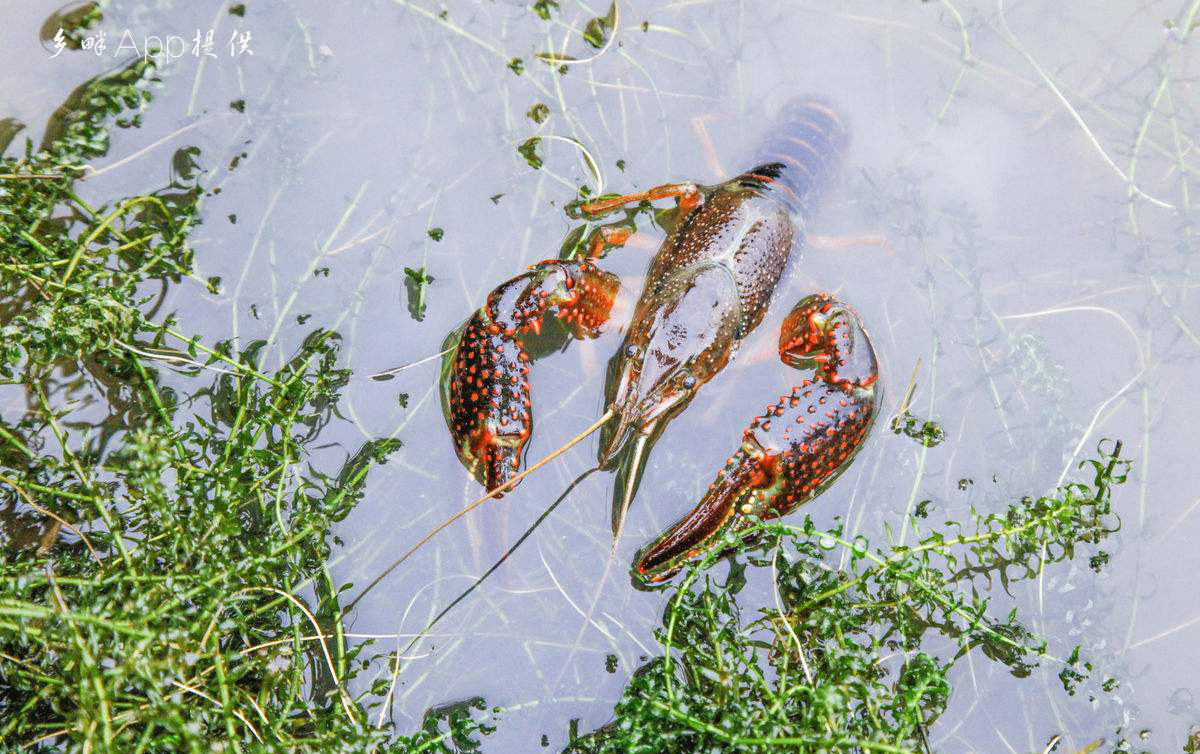 很的多人都把基本农田改造后养小龙虾,利润高
