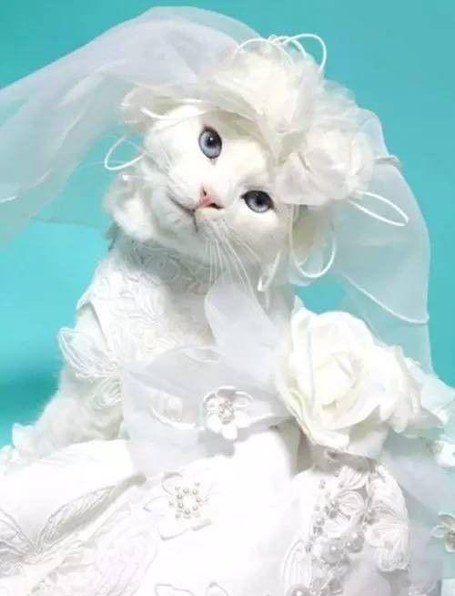 当猫咪穿上婚纱之后