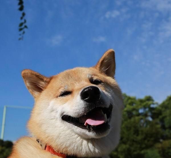 养狗千万不要养柴犬,不说了我卖狗去了