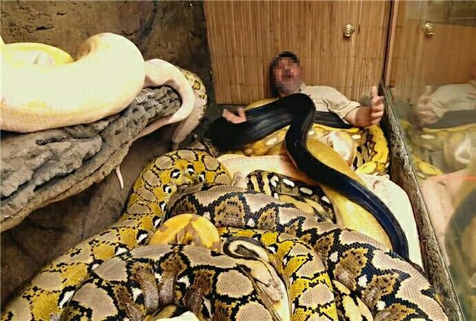 男子迷恋上大蛇 将多条比腿粗的巨蟒当被子盖