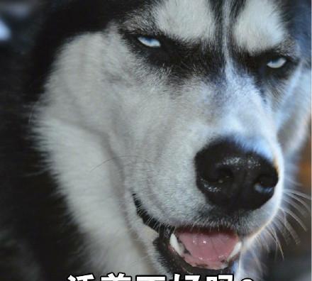 哈士奇表情包带字表情包