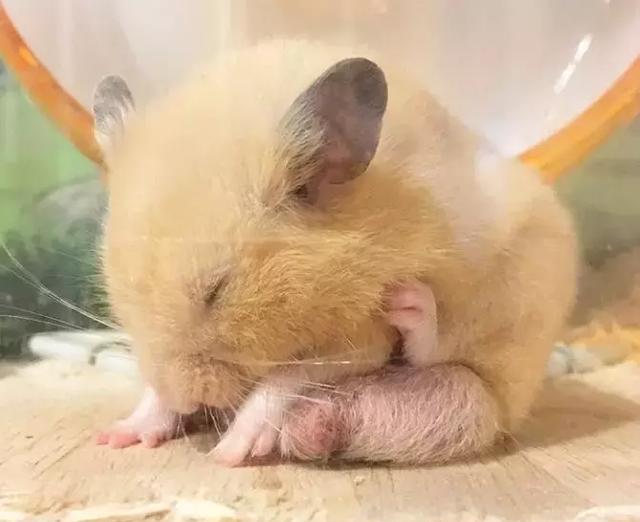 仓鼠睡觉姿势和死亡图片_纵览新闻