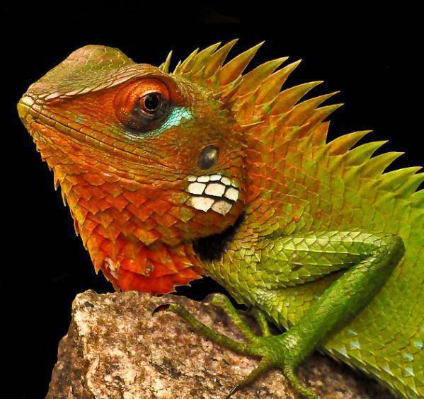 地球上20大色彩最绚烂的蜥蜴七彩变色龙令人永生难忘
