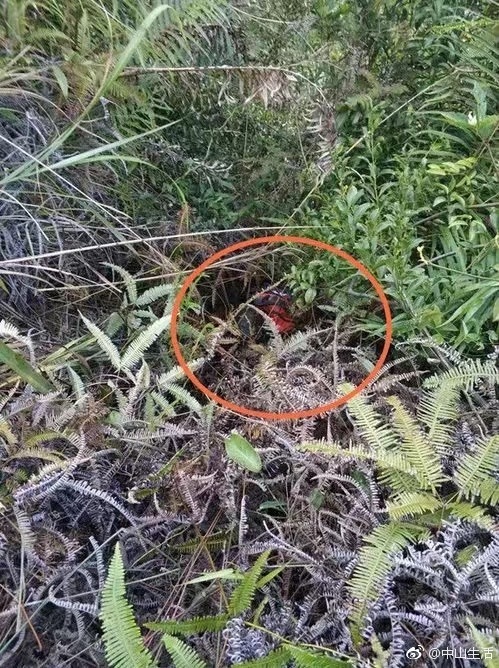 中山驴友进山失踪,8天后遗体在悬崖凹陷处被找