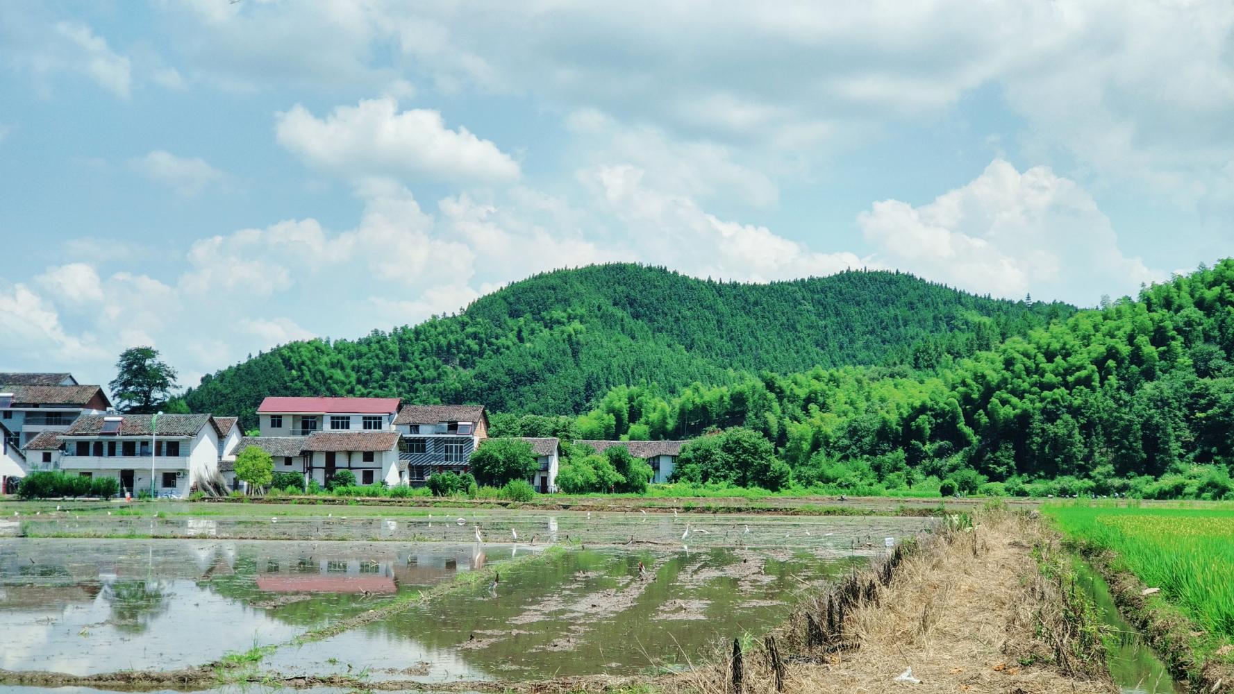 江西省抚州市三伏天气农村劳动场景-劳动最光荣