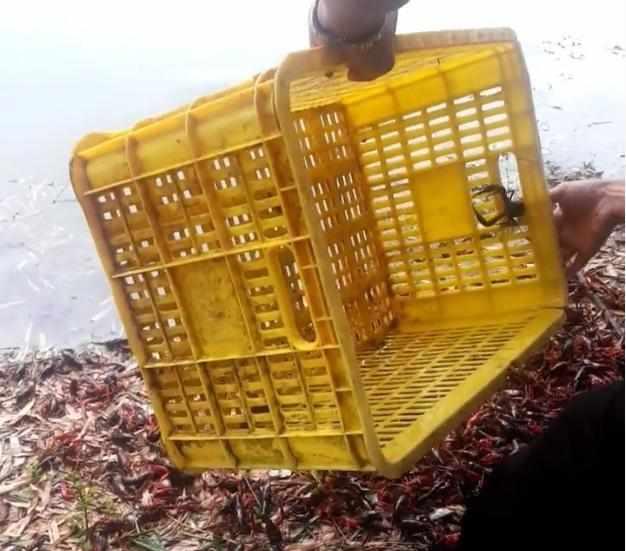 好可惜啊!养殖的小龙虾卖不出去,农民只好全部