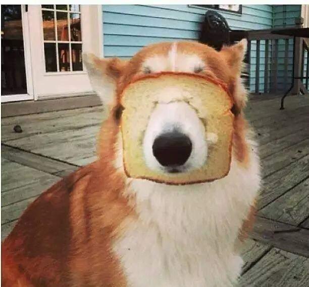 吃货不仅仅只有人, 萌宠小动物吃东西的时候竟然也